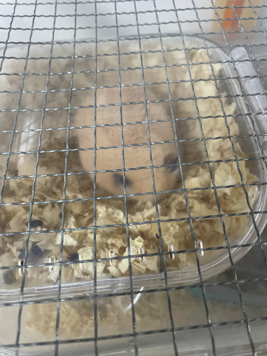 久しぶりになっちゃいました。
でももうおやすみの時間です。
おやすみなさい😴

#キンクマ
#オカメインコ
#また明日