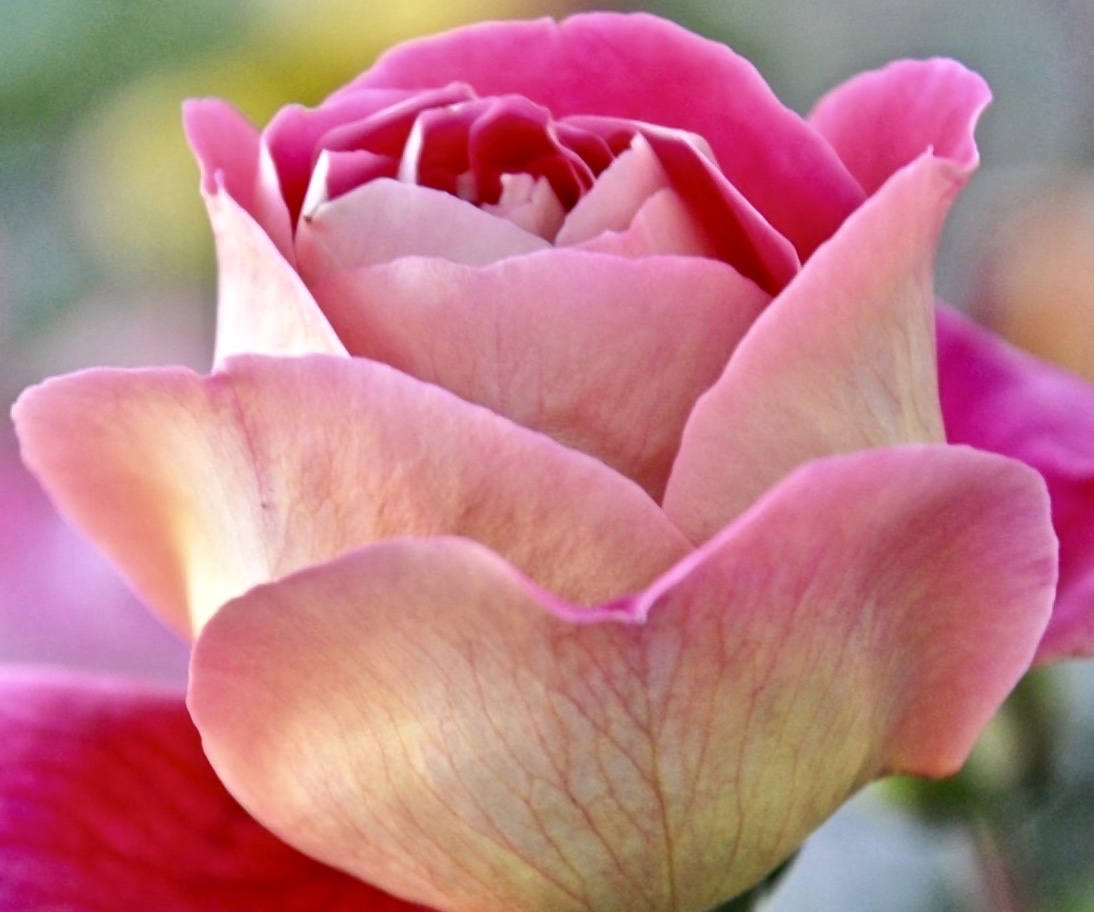 IsabellaKoldras's tweet image. 🩷🩷🩷
                            #RoseWednesday

                                                                       #MidweekPickMeUp