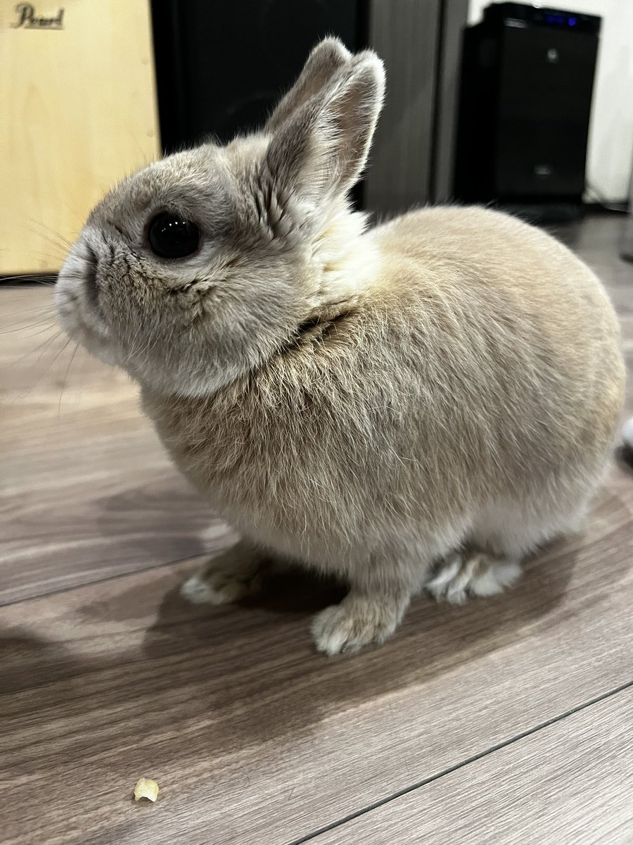 utamaroon_com's tweet photo. 今日も元気☺️

#柴犬好きと繋がりたい
#うさぎ好きと繋がりたい
#柴犬のいる暮らし
#うさぎのいる暮らし https://t.co/ffWLuNYXJv
