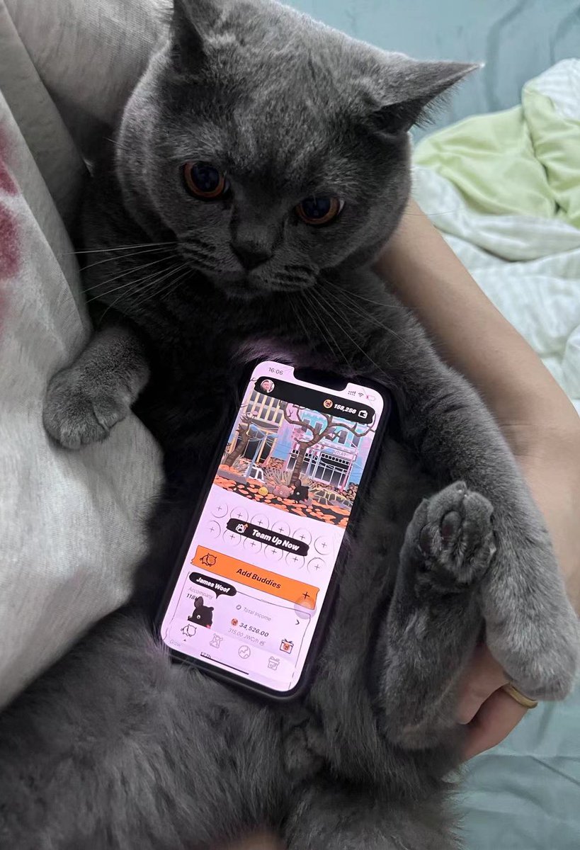 hn33678's tweet photo. @JamesWoofCoin #GAMEOFMEME 
My cat also wants to play, but he doesn't have an X account. https://t.co/ulkYF7teHP