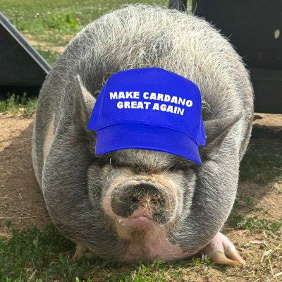 NikePig tweet media