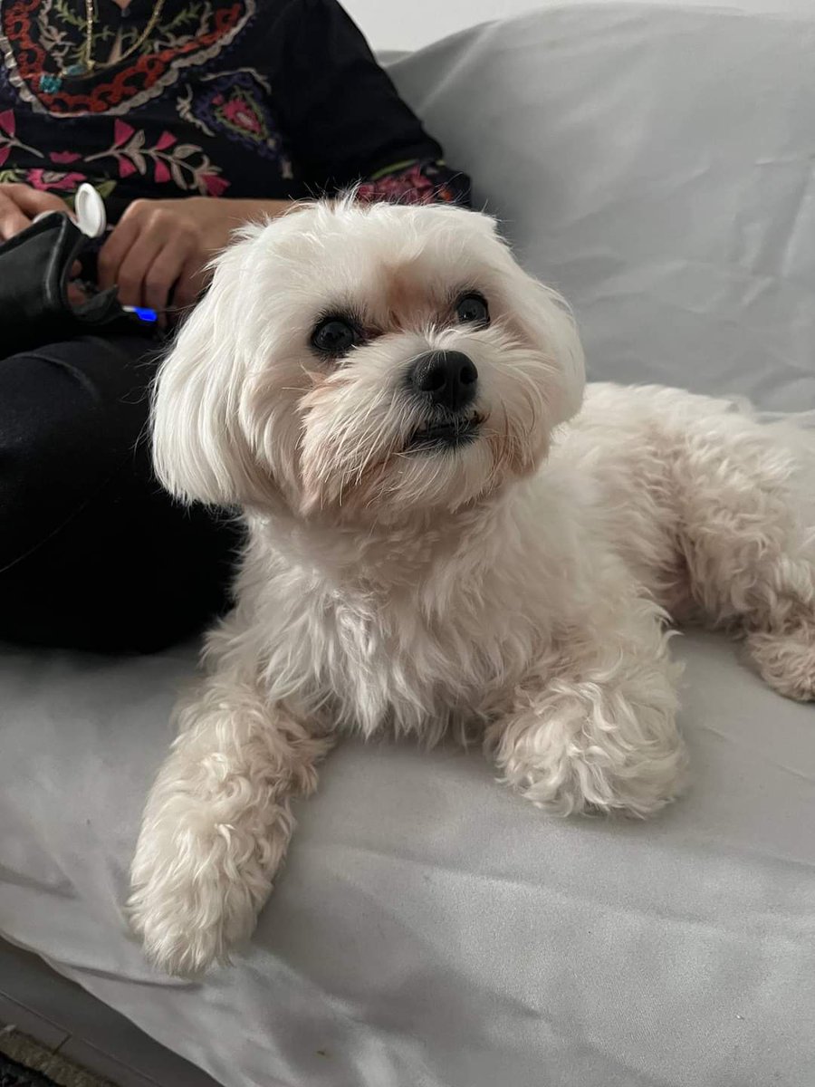 MissingPetsGB's tweet photo. TEDDY, missing from Finsbury Park, London N4

Teddy's owner is devastated💔

"No word of a lie, my dad has gone into depression, we didn't eat or sleep for 4 days.
He isn't well, when Teddy went missing, because my dad was the one walking him, he felt the most affected." https://t.co/tfsGIrH4jv