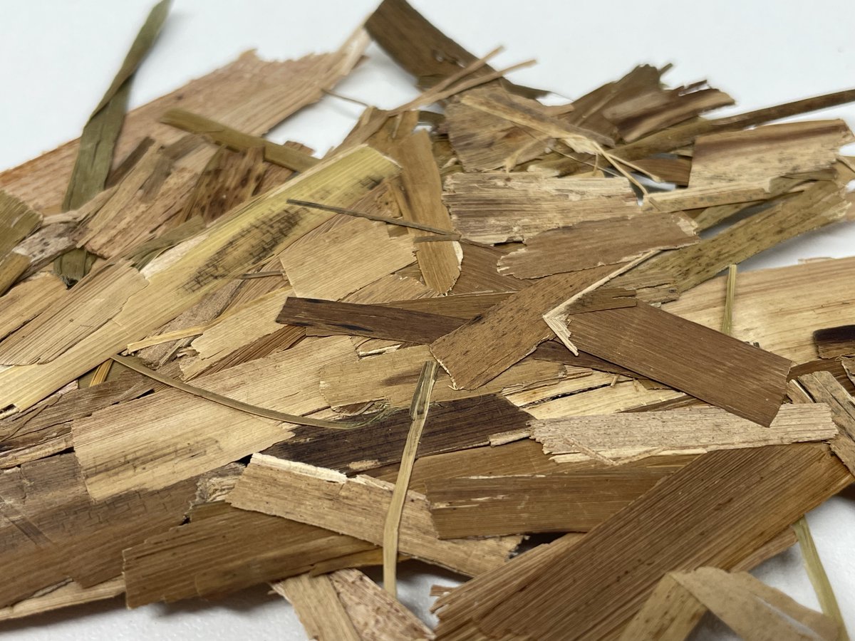 greatfen's tweet photo. @UELSRI Georgemma Hunt will be investigating the potential for using Typha latifolia (Great reedmace, cattail or common bulrush) within a sustainable, bio-based building material. Showing Fen farmers that wetland crops will have a market is a vital part of #peatlandprogress. https://t.co/9ijvAPuvoz