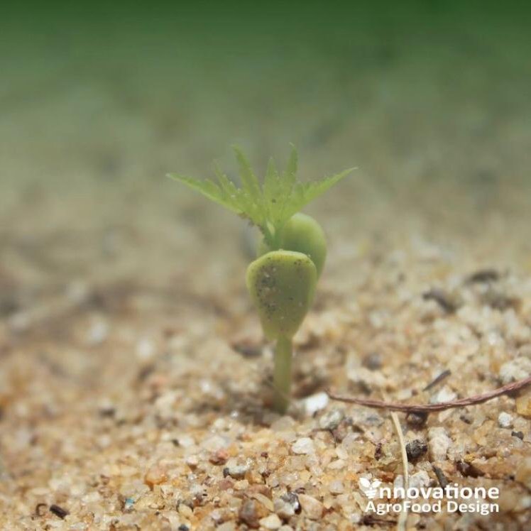 foodinnovatione's tweet photo. ¡Hola a tod@s! 🌿💧
Estamos desarrollando un biofertilizante innovador con algas y digestato, combinando beneficios marinos y orgánicos para potenciar cultivos de manera sostenible y ecológica.
#Biofertilizante #AgriculturaSostenible #Innovación #Digestato #CultivosEcológicos https://t.co/JT86iDxsTZ