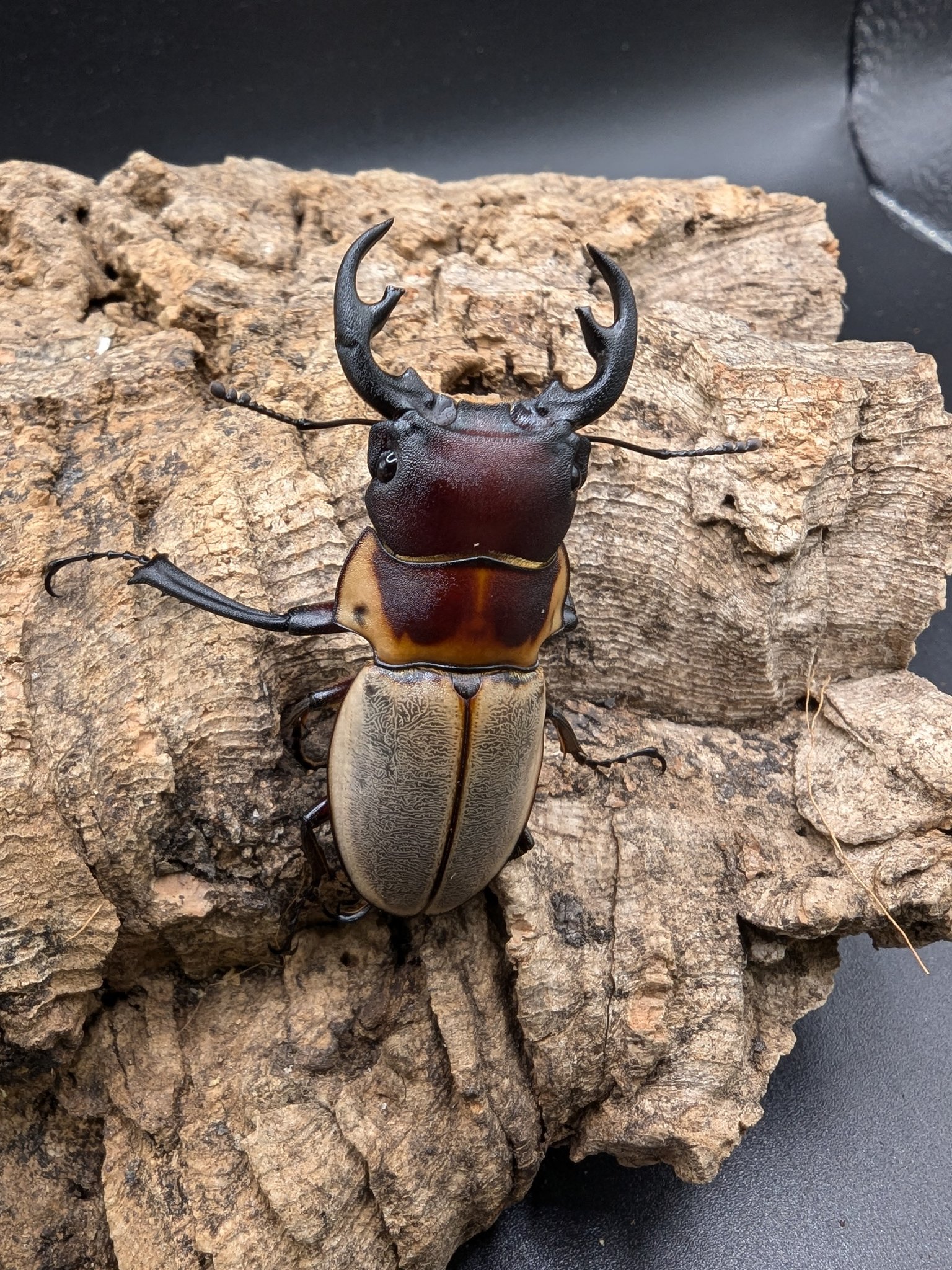 フレーム入り　 ボルネオ島クワガタムシ　標本 フレーム入り ボルネオ島クワガタムシ 標本 フレーム入り ボルネオ島