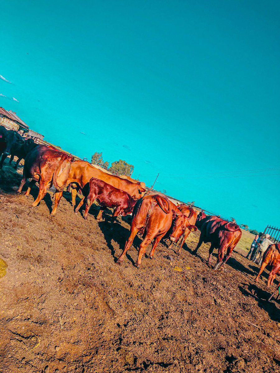 @Keneilwe_the farmer tweet media