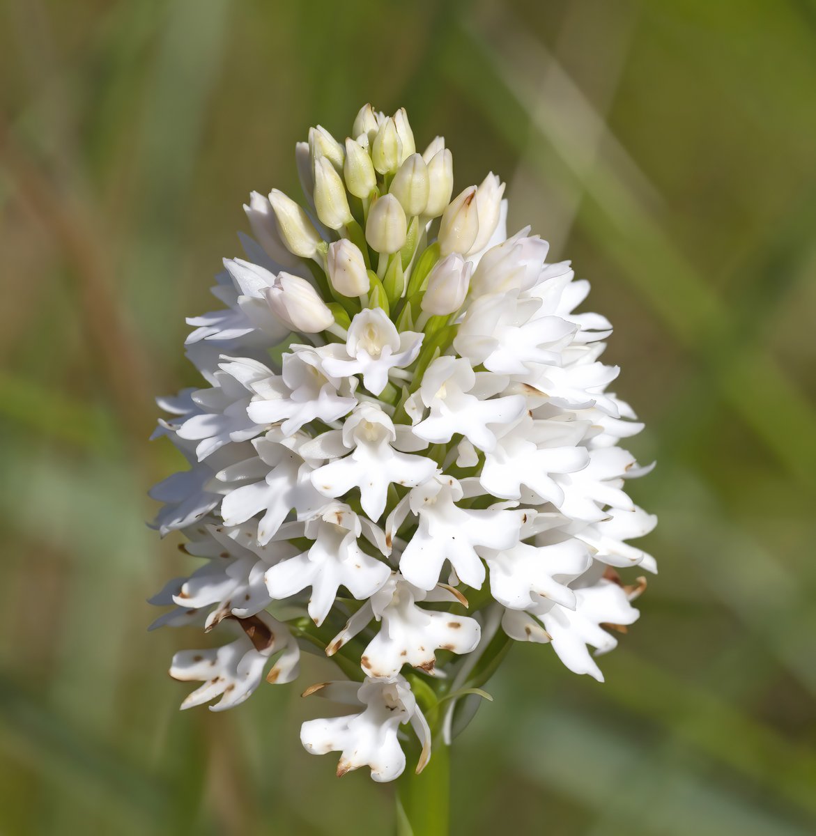 David Dillon tweet media