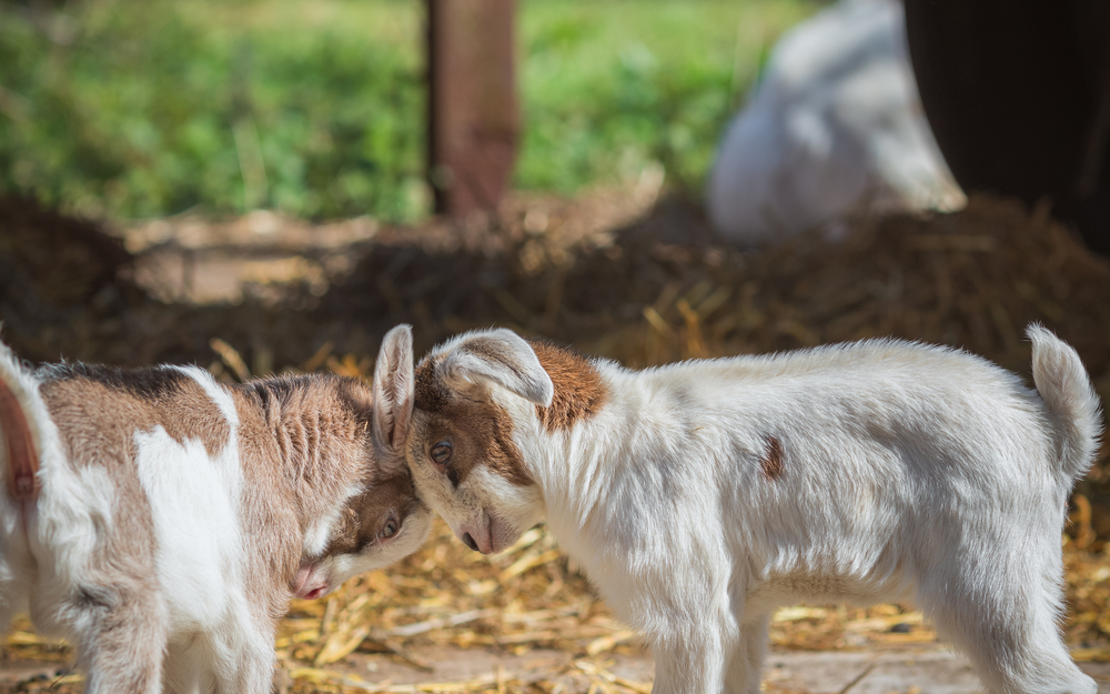 Just published! 🌍🐏 EFSA’s new opinion highlights welfare concerns in the handling and killing of small ruminants on farm.

Read Read! 👉ow.ly/6vuX50SpOYN👈

#AnimalWelfare #EFSA_EU #AnimalSlaughter