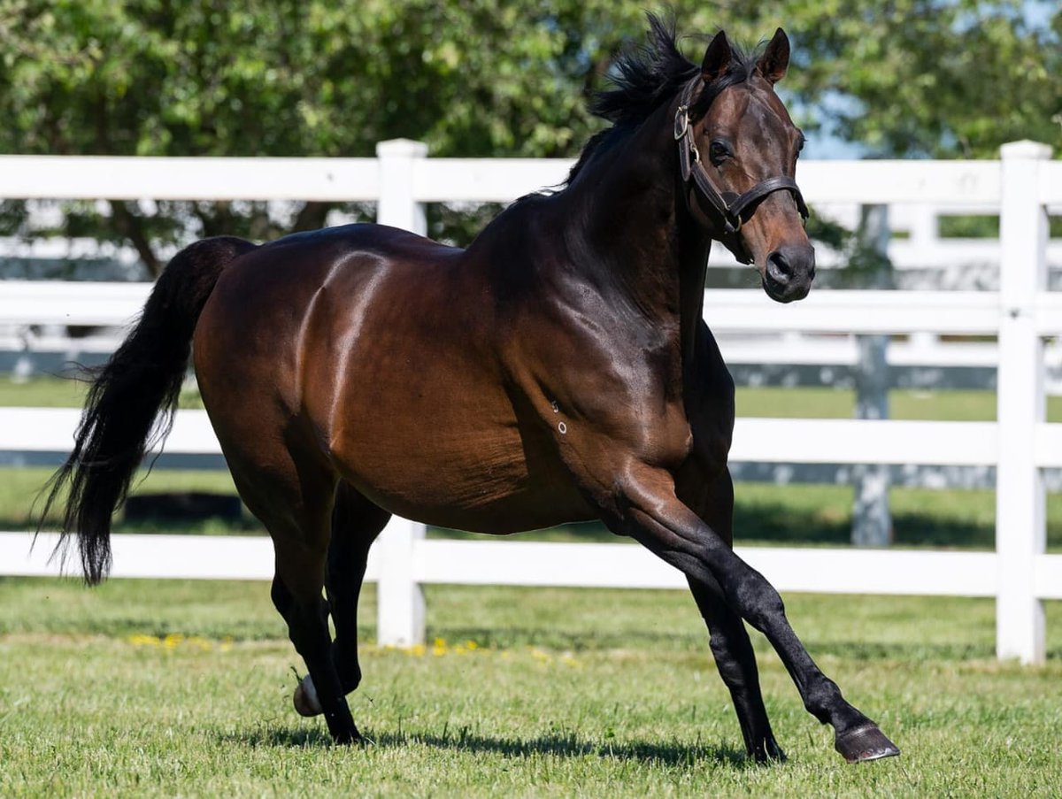 He will sire a winner from any type of mare! 🐴
The flat season might be coming to an end but our Dual purpose sire Tosen Stardom is still covering mares and getting  95 % in foal.
Don't waste your season.Get them in foal to a dual group 1 winning son of Deep Impact.