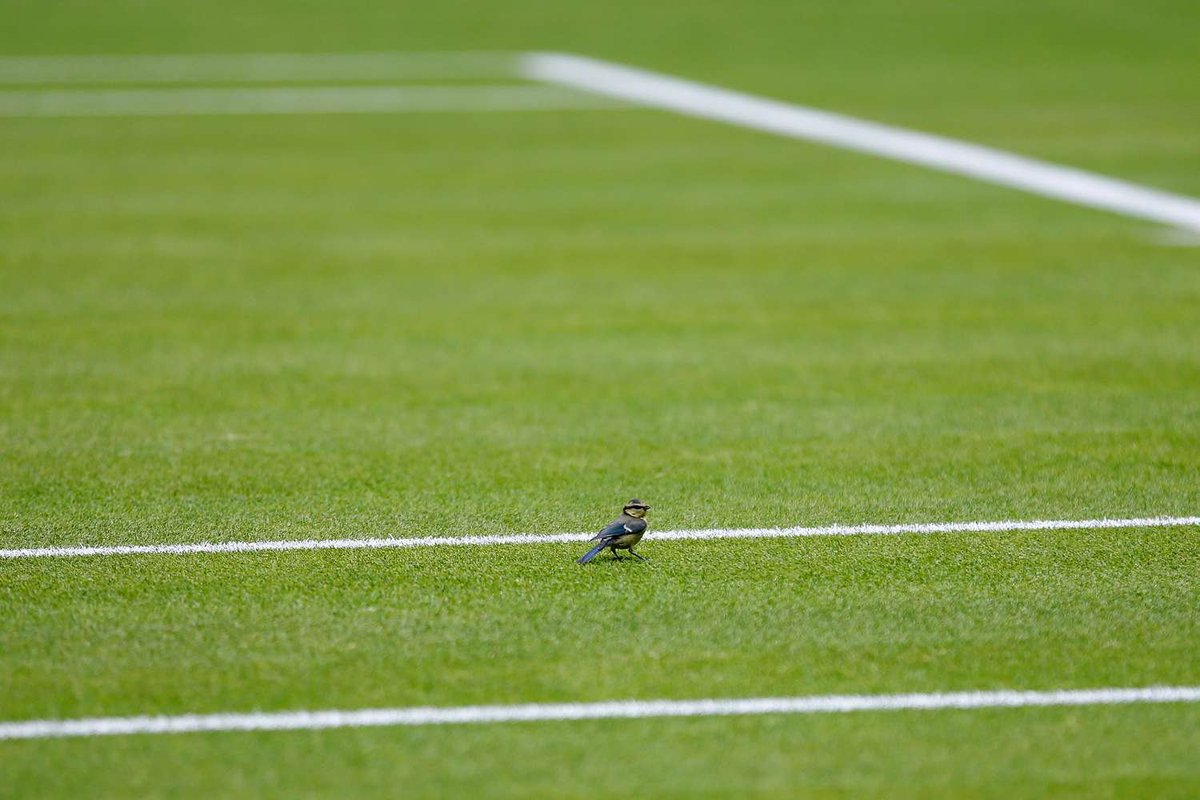 TAL8ET's tweet photo. ATP Mallorca🇪🇸 & Eastbourne🇬🇧
WTA Eastbourne🇬🇧 & #Wimbledon 
@TAL8ET ▫️ 26/06/2024🎾

5U🇫🇷Perricard -3.5 @ -110
5U🇦🇺Duckworth 2-0 @ -110
4U🇬🇧Dart ML @ +110
3U🇬🇧Raducanu ML @ +100
3U🇬🇧Harris -2.5 @ -110
3U🇦🇺Hijikata +1.5 Sets @ -163
2U🇨🇿Mensik 2-0 @ +100

LFG!!💥

#Tennis #BettingTips #FreeBets #TennisBets #TennisTips #GamblingX #ATPTour #MaxPick #WTA #GrandSlam