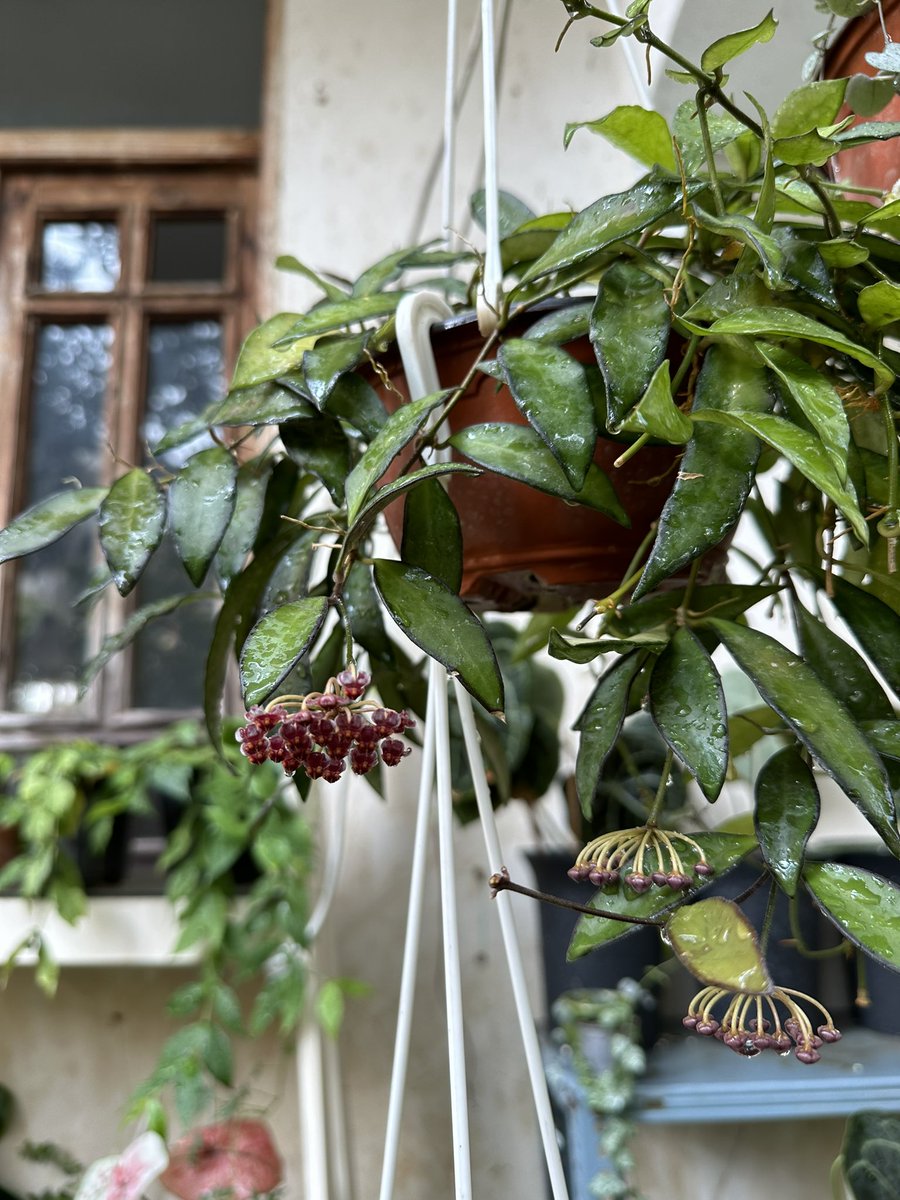 این ستاره‌های آبنباتی کوچک متعلق به هویا رزیتا است 🍒 
Hoya rosita