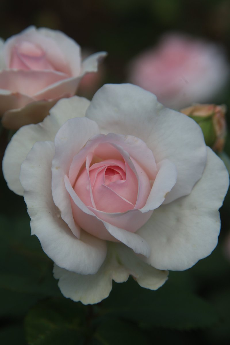 Rose 😁 

#Photography #Flowers #Rose