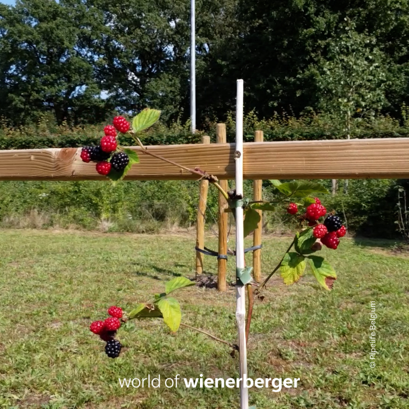 wienerberger's tweet photo. Production sites surrounded by apple & cherry trees, cranberry bushes & bee hotels. π³ππππ¦
In 2021 we started our #BiodiversityProgram at our more than 200 production sites. As part of #wienerberger, @Pipelife has fully embraced the program. #worldofwienerberger #biodiversity