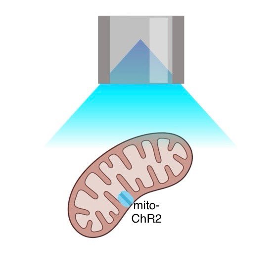 rinap413's tweet photo. If you’re at #FENS2024 come check out my poster Thursday morning where I discuss optogenetically manipulating mitochondria in the hippocampus of freely moving mice! PS03-27AM-013 
#optogentics #ephys #hippocampus https://t.co/OeWzZl4iwM