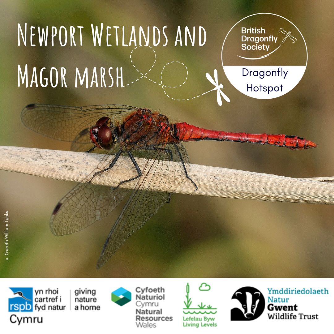 British Dragonfly Society (@bdsdragonflies) on Twitter photo Launching <a href="/RSPBNewport/">RSPB Newport Wetlands</a> and <a href="/GwentWildlife/">Gwent Wildlife Trust</a> Magor Marsh as a #DragonflyHotspot!
Saturday 6th and Sunday 7th July we will be celebrating these sites on the Gwent Levels in South Wales 🏴
Join us: loom.ly/CnQuiH4
<a href="/NatResWales/">Cyfoeth Naturiol Cymru | Natural Resources Wales</a> <a href="/ourlivinglevels/">Our Living Levels</a> Launching <a href="/RSPBNewport/">RSPB Newport Wetlands</a> and <a href="/GwentWildlife/">Gwent Wildlife Trust</a> Magor Marsh as a #DragonflyHotspot!
Saturday 6th and Sunday 7th July we will be celebrating these sites on the Gwent Levels in South Wales 🏴
Join us: loom.ly/CnQuiH4
<a href="/NatResWales/">Cyfoeth Naturiol Cymru | Natural Resources Wales</a> <a href="/ourlivinglevels/">Our Living Levels</a>