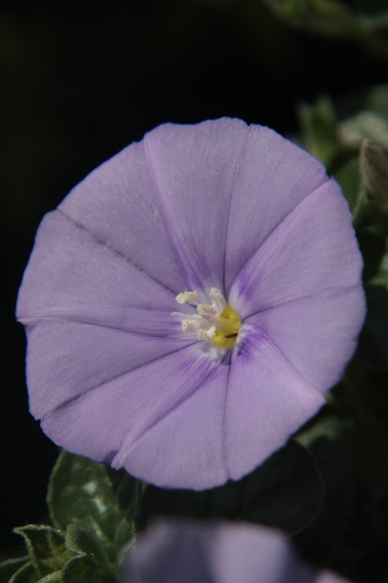 gontanokoneroku's tweet photo. Convolvulus 😇

#Photography #BushMorningGlory #Convolvulus https://t.co/GE4Z5AUmmo