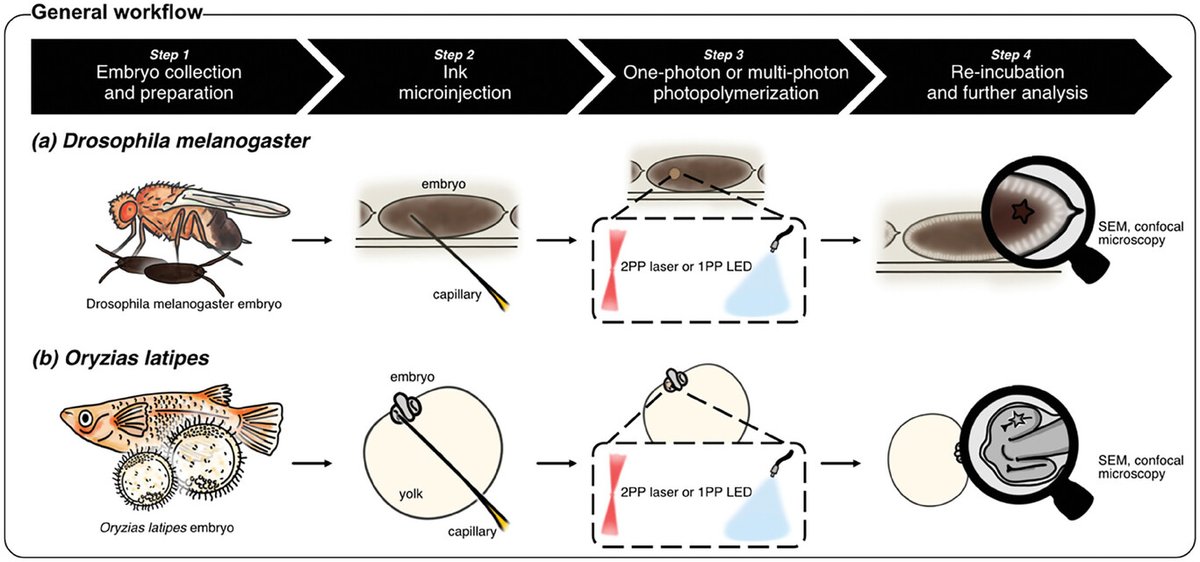 Cluster3DMM2O's tweet image. New Cluster publication on minimally invasive 𝘪𝘯 𝘷𝘪𝘷𝘰 fabrication of #microimplants using single-photon photopolymerization and #2PP with Cassian Afting, Philipp Mainik, @claravamar_l, Tobias Abele, and PIs @KGoepfrich, @EvaBlascoPo, and @JWittbr. 👉doi.org/10.1002/advs.2…