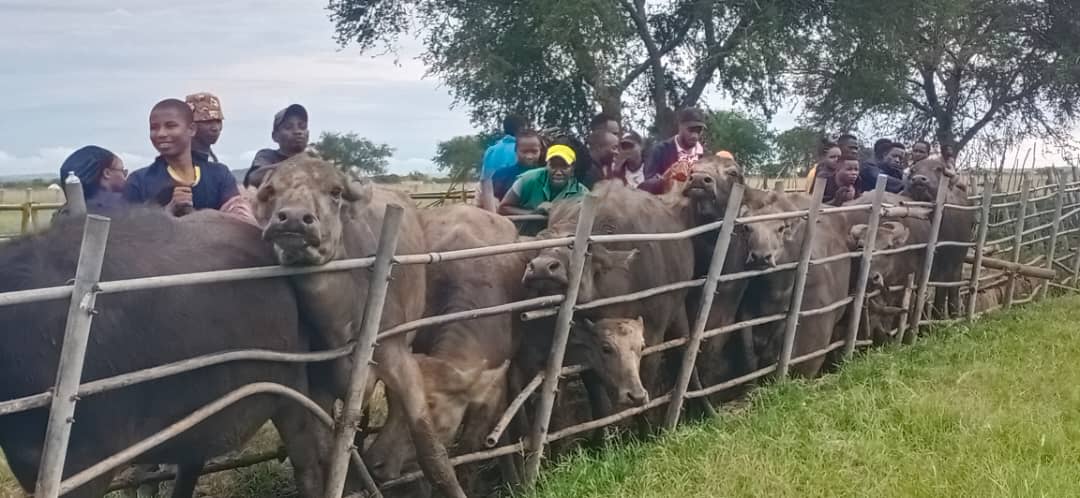 Wanafunzi wa SUA mwaka wa nne wanaosoma Shahada ya Tiba ya Wanyama kutoka Ndaki ya Tiba ya Wanyama na Sayansi za Afya wakiendelea kupima mimba kwenye Nyati Maji katika Shamba la Taifa la Mifugo Mabuki lililopo Jijini Mwanza.