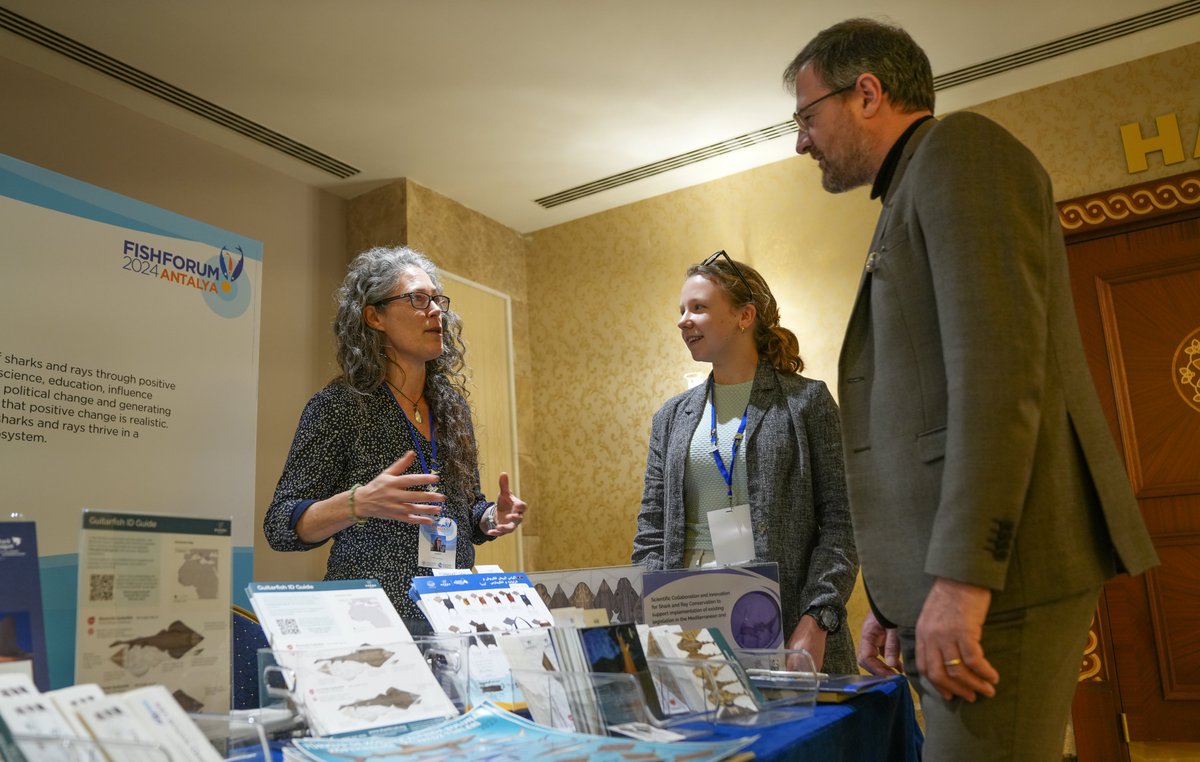 SharkTrustUK's tweet photo. We aim to make sure that national legislation for angel sharks is established, implemented &amp; enforced. In February we attended Fish Forum in Türkiye, engaging with GFCM officials and showcasing the breadth of flat shark conservation work across the Mediterranean. #AngelSharkDay🦈 https://t.co/UHgoTkBr9f