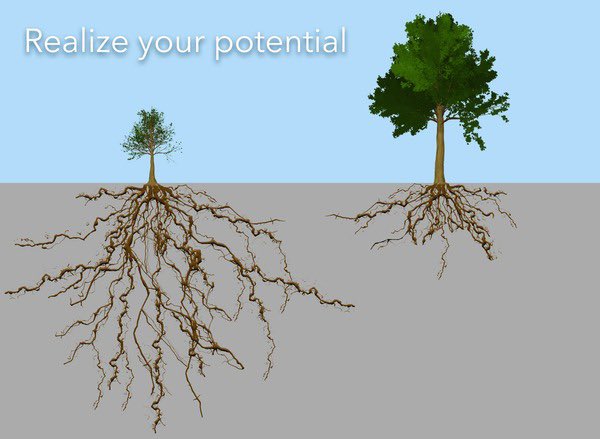 TheBigOmi's tweet photo. @Ben_Charbit Took me 22 hours to realize what *** stands for 😂
#BLIF isn’t a meme coin.
I’m in no rush myself but even if the tree is small at first, it does not mean it won’t grow larger than its “neighbor” especially when its root system is larger.
My 2 cents or should I say $BLIF ? 😅 https://t.co/7bYlk4v31L