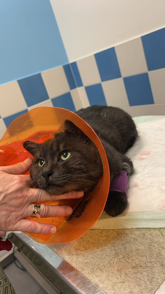 Ophelia🫀🇱🇻 tweet media