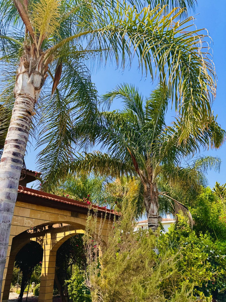 ilodiwow's tweet photo. GM to my Web3 family from a beautiful day! ☀️🌴 https://t.co/sdsTu0uv3x