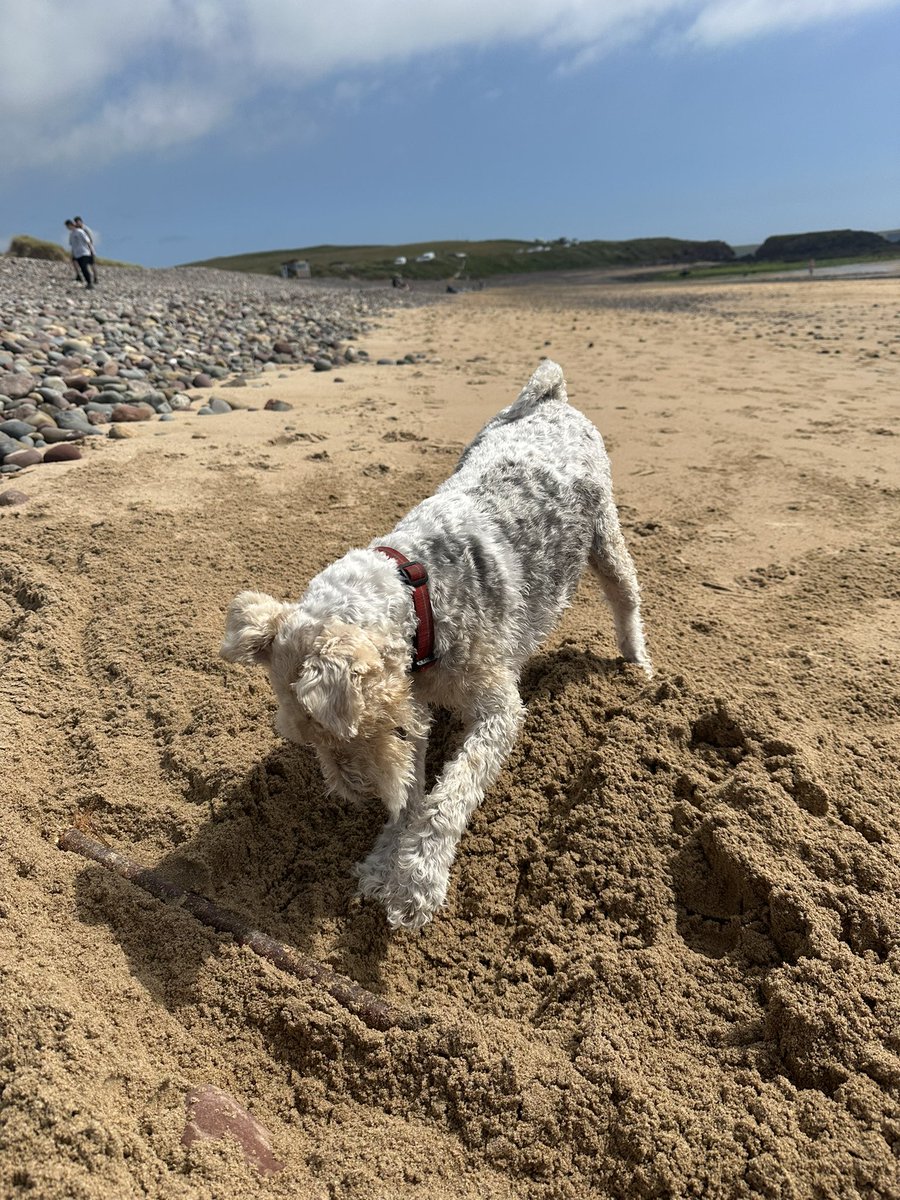 bevjoneswriting's tweet image. A big stick. A hole ( in progress). Good times! #digdigdig