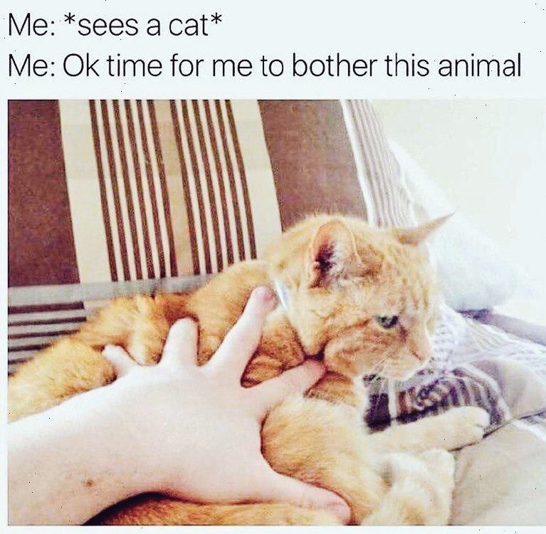 CATBRAINCELL's tweet image.