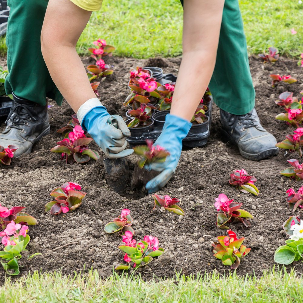 TopsoilDirect's tweet image. Create a beautiful garden with our beginner's guide to planting flowers! 🌸 Learn topsoil tips and expert advice for stunning blooms.

Check out the full article online.

#Gardening #PlantingFlowers #BeginnersGuide #TopsoilTips