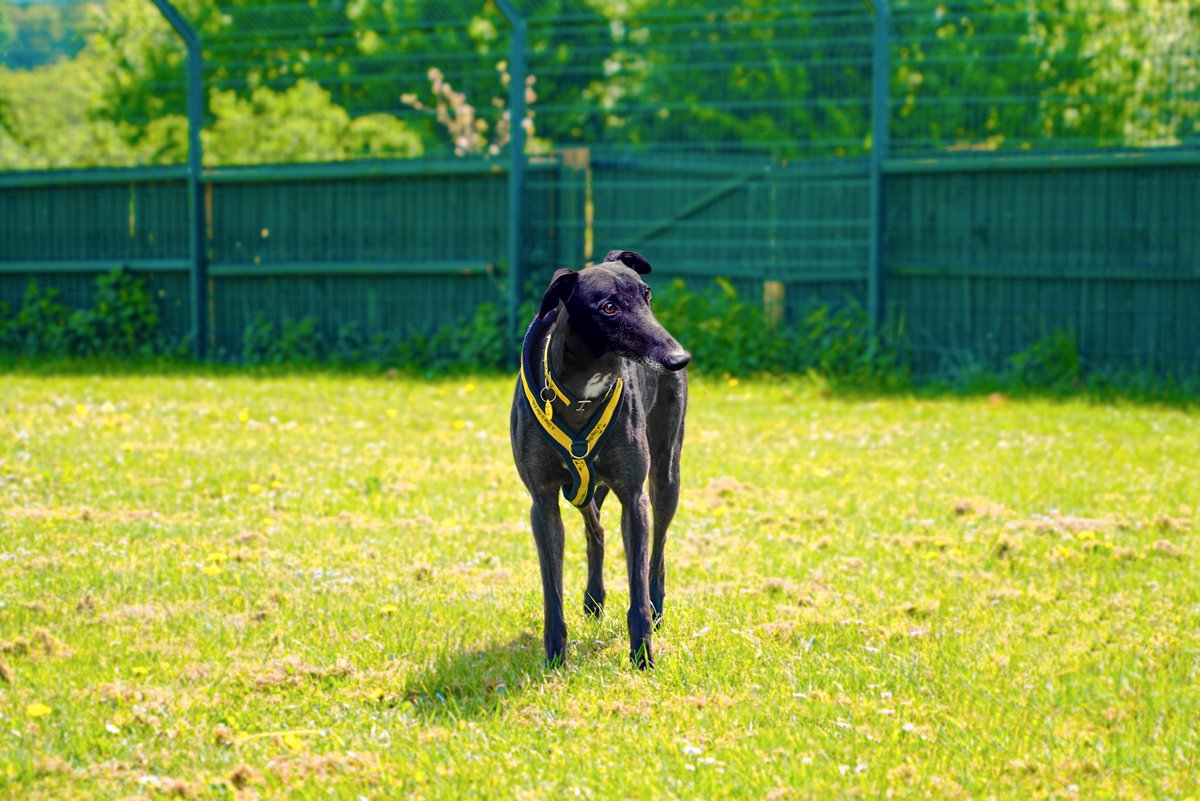 Dogs Trust Public Affairs (@dt_pawlitical) on Twitter photo A Prohibition of Greyhound Racing (Scotland) Bill to end greyhound racing in Scotland has been formally proposed by <a href="/markruskell/">Mark Ruskell</a> 🐾
A phased end is the only way to stop the inherent risks in greyhound racing. We hope MSPs will support the Bill so it can progress in Parliament 🐶 A Prohibition of Greyhound Racing (Scotland) Bill to end greyhound racing in Scotland has been formally proposed by <a href="/markruskell/">Mark Ruskell</a> 🐾
A phased end is the only way to stop the inherent risks in greyhound racing. We hope MSPs will support the Bill so it can progress in Parliament 🐶
