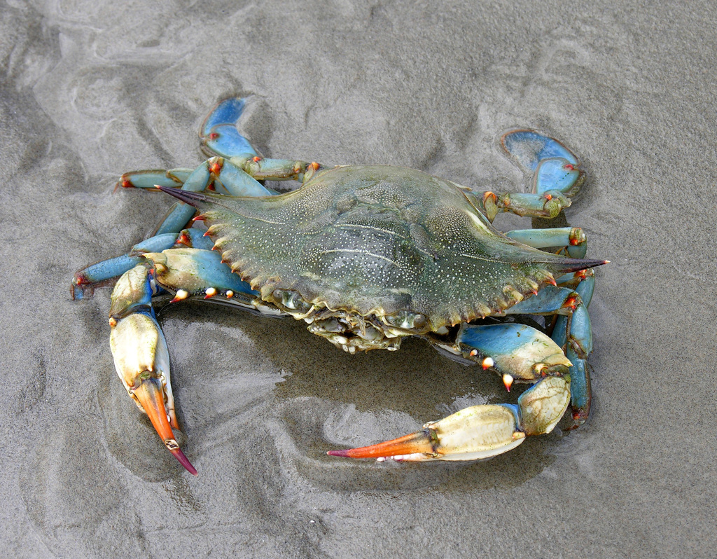ambientech_'s tweet photo. En Cádiz, el cangrejo azul es una especie invasora que altera las redes tróficas locales, afectando a las poblaciones de coñeta y cangrejo moro. Estos cambios pueden resultar en una disminución de la biodiversidad y la estabilidad del ecosistema. https://t.co/8RZeF6m4qy