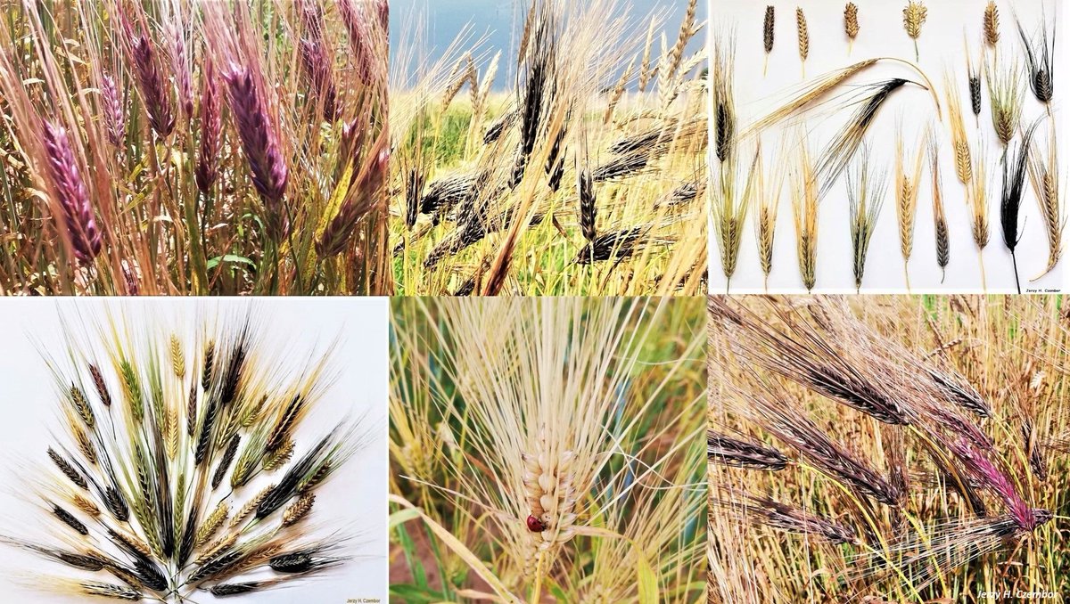 🌾🧬🧩👨‍🎓💥🧬📈📲🧑‍🌾💚🍞
- DIVERSITY  OF  BARLEY  - #landraces collection
➡️ #agrobank #gospostrateg #NCBR
#barley #germplasm 
➡️Team of Prof. dr hab. Jerzy H. Czembor 
🔬#IHAR-PIB #Radzików - Institute of #MRiRW
➡️ #plantbreeding #plantpathology #genebank #biodiversity #resistance