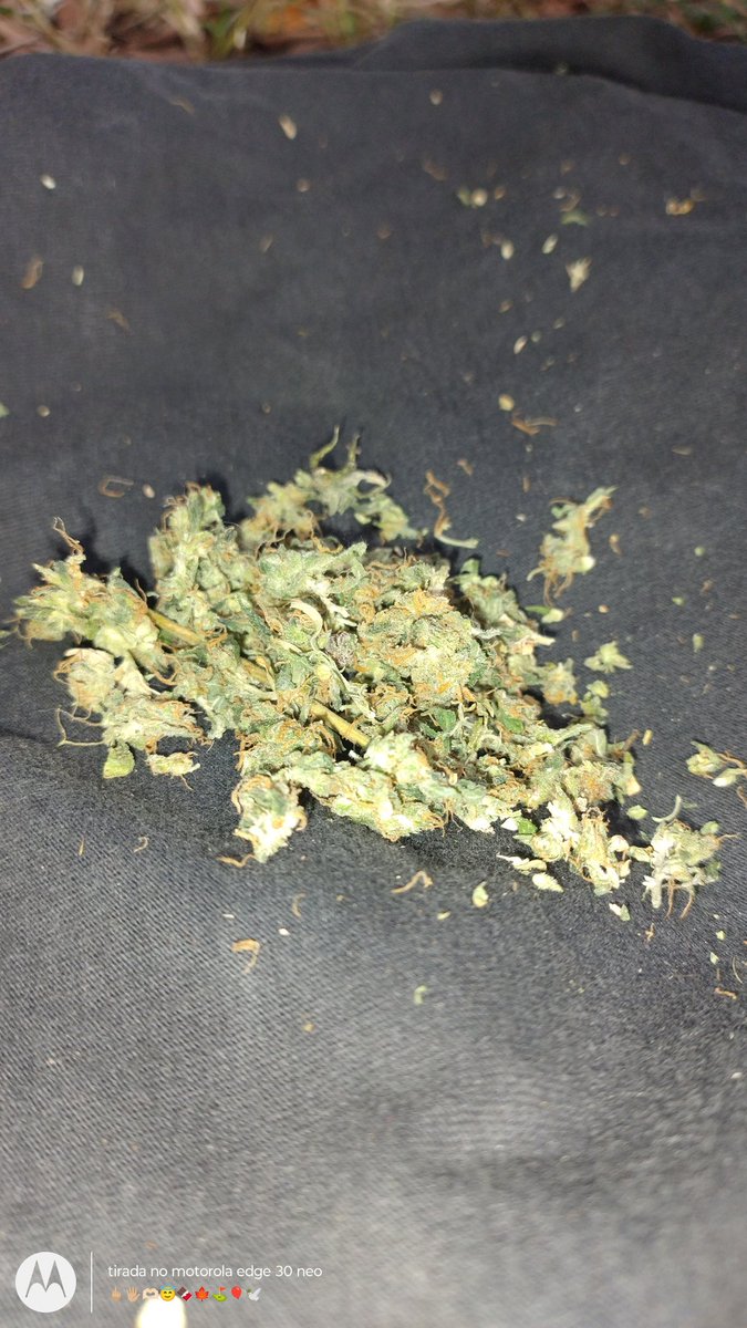 Legaliza🤣🫶🏼🍁