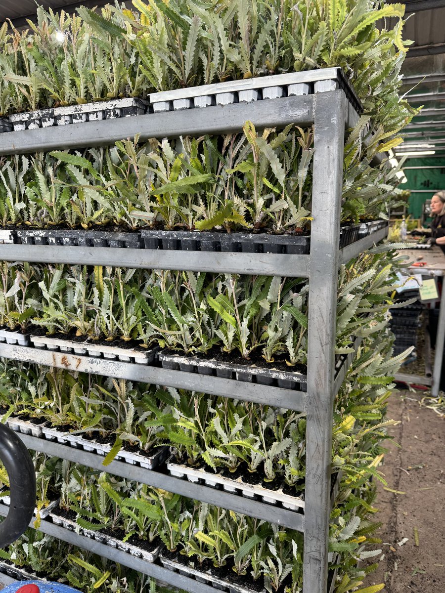 Chatfield's Tree Nursery tweet media