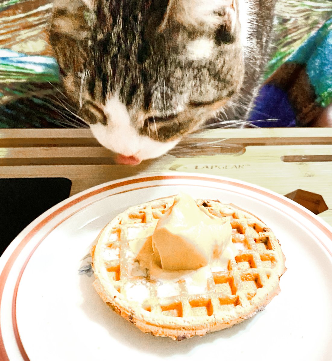 AuthorRHSnow's tweet photo. ๐LOOK IT'S WAFFLE CAT ๐
for the love of corn LOOK AT THIS CAT
#justalgorithmthangs #cat https://t.co/vTGdUoaRDg