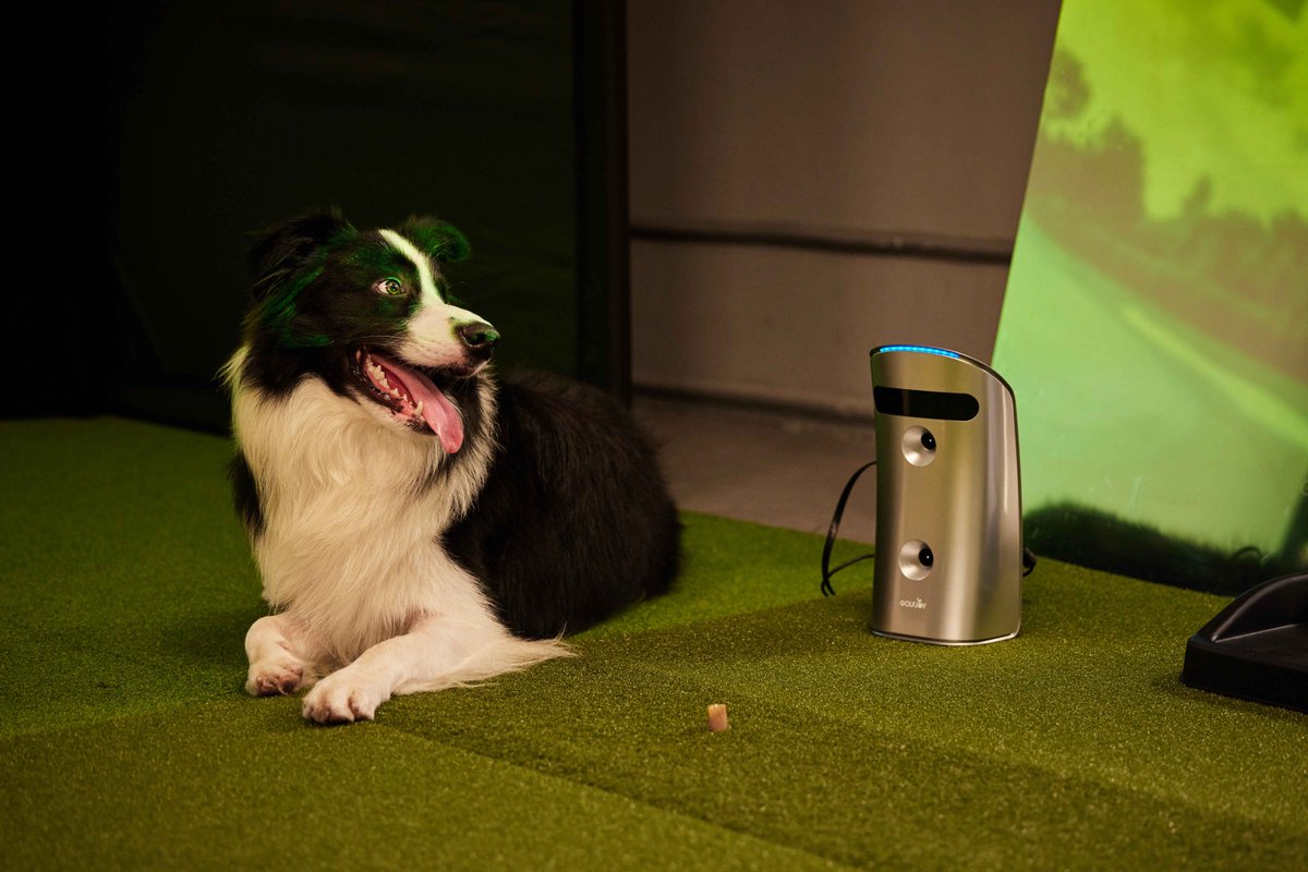 Dog is certainly a good golf company.