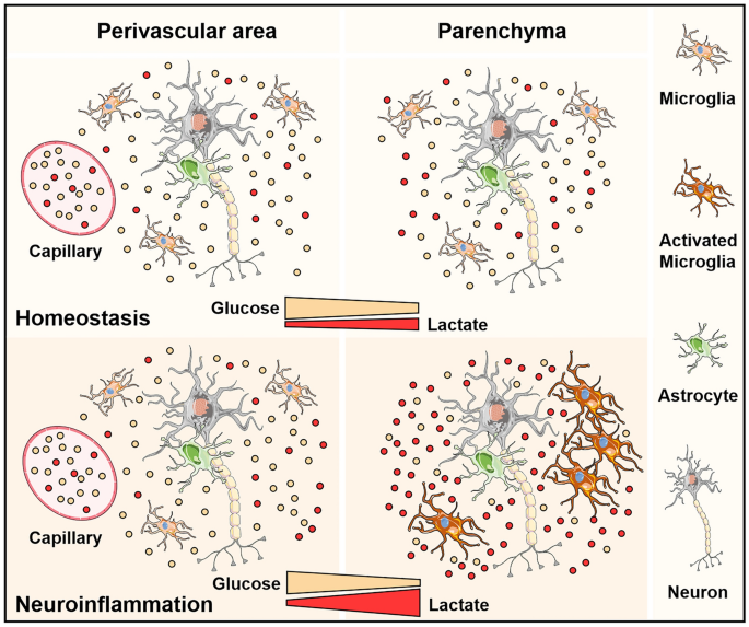 BrainEnergyMetabolism tweet media