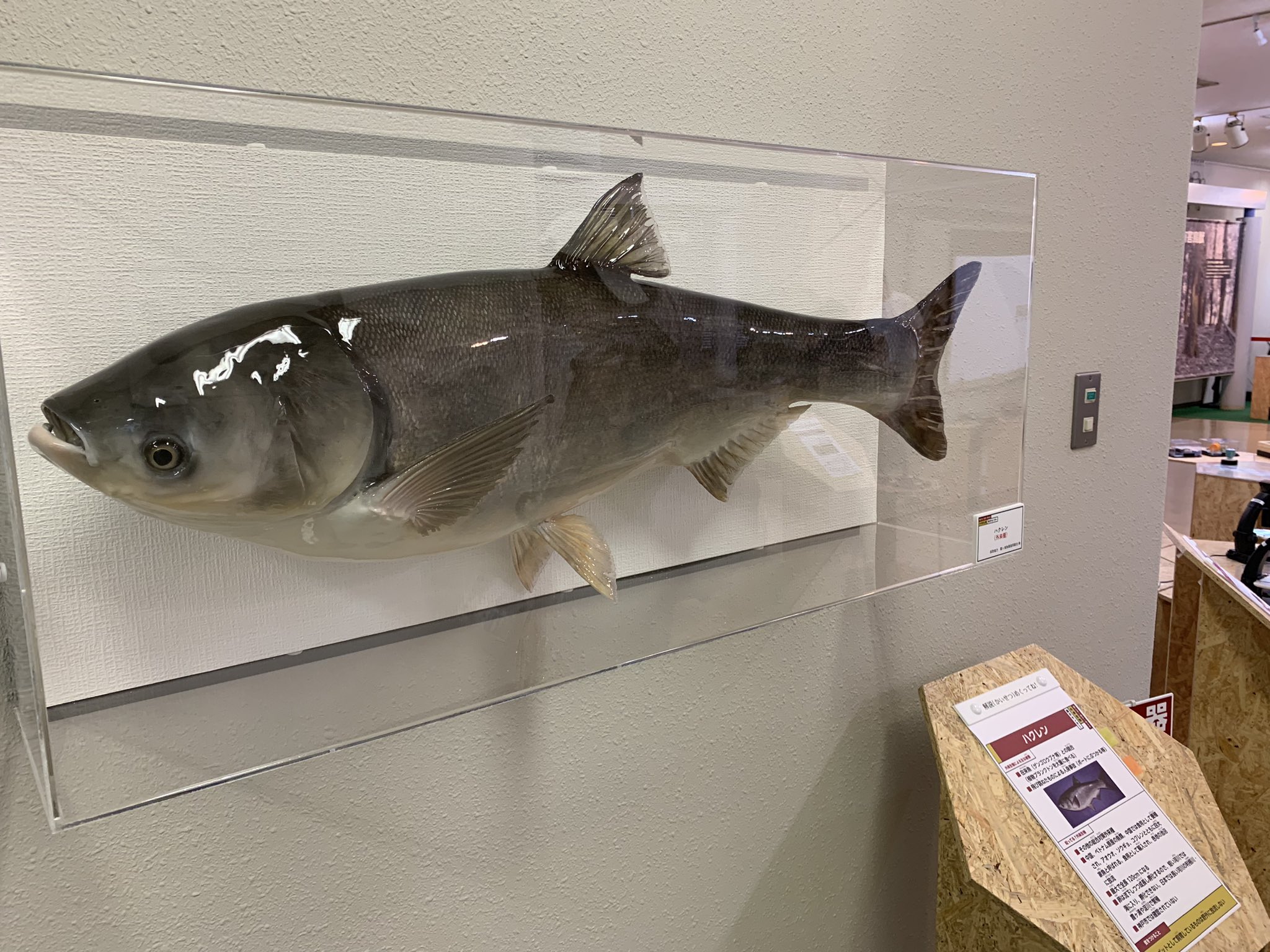 73cm「カラフトマス」の剥製をオーバーホール －完成－ - 虫
