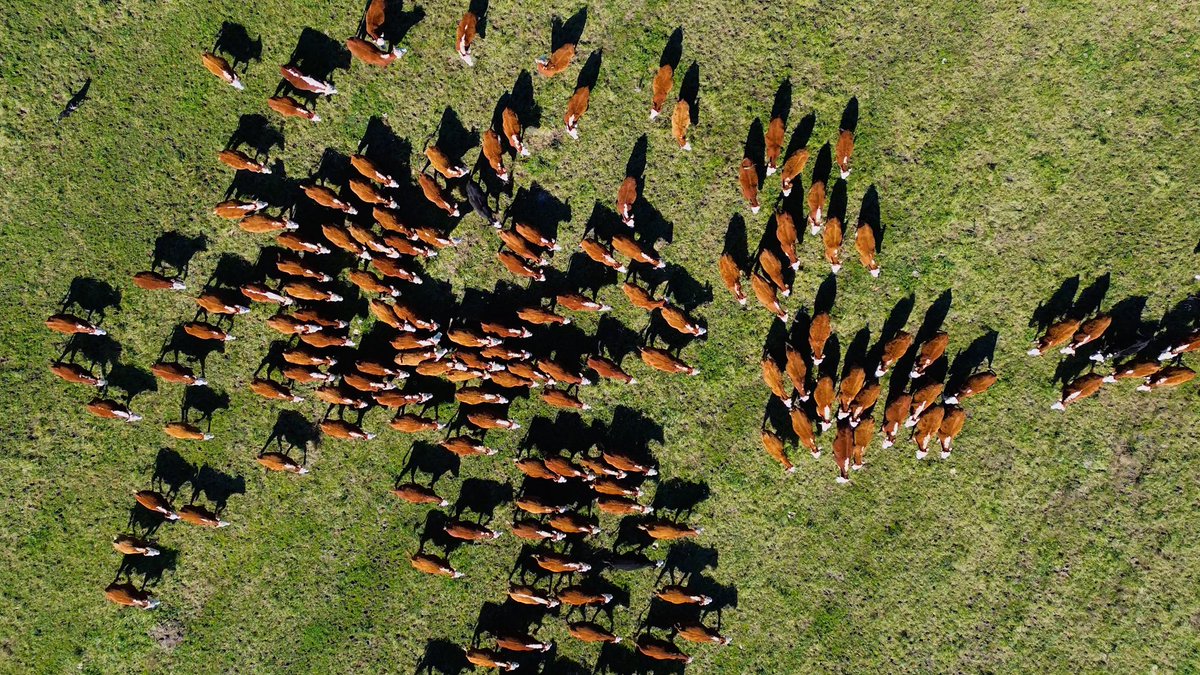 #geneticamarcaelparaiso