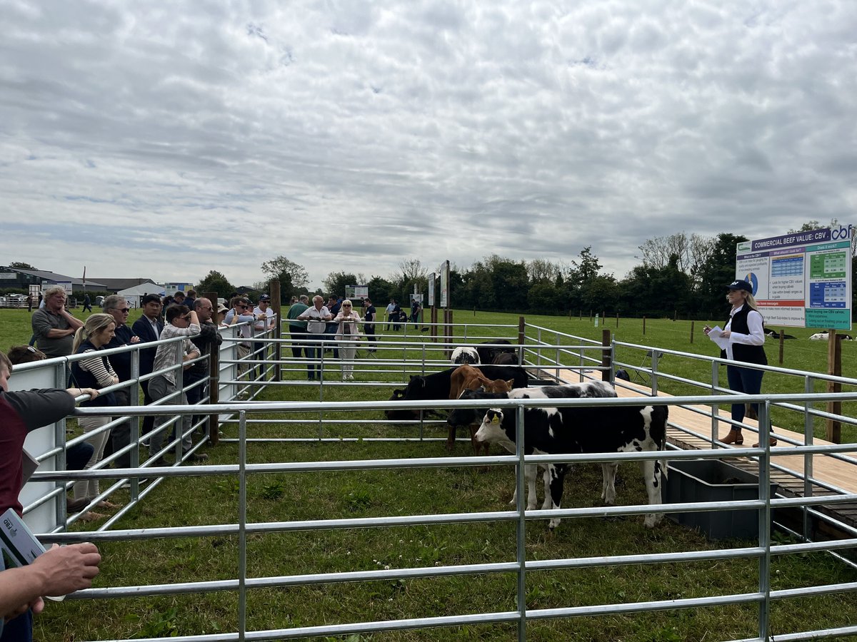 There is a lot of interest in the dairy beef village at #BEEF2024, especially the live demos showcasing the difference in commercial beef value (CBV) in calves.