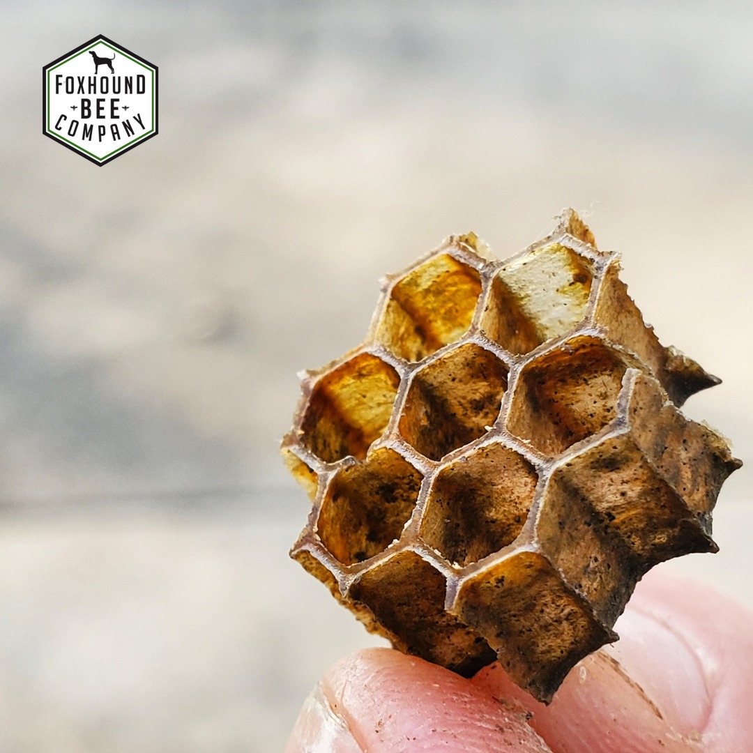 FoxhoundBeeCo's tweet image. This little cluster of 7 cells was made by the bees for the purpose of raising bees.  Honeybees will make a different sized cell for holding honey, but these ones are made the exact width and length of a bee.  
 
Amazing, isn't it?

#beekeeperlife #beekeepinglife #ilovebees