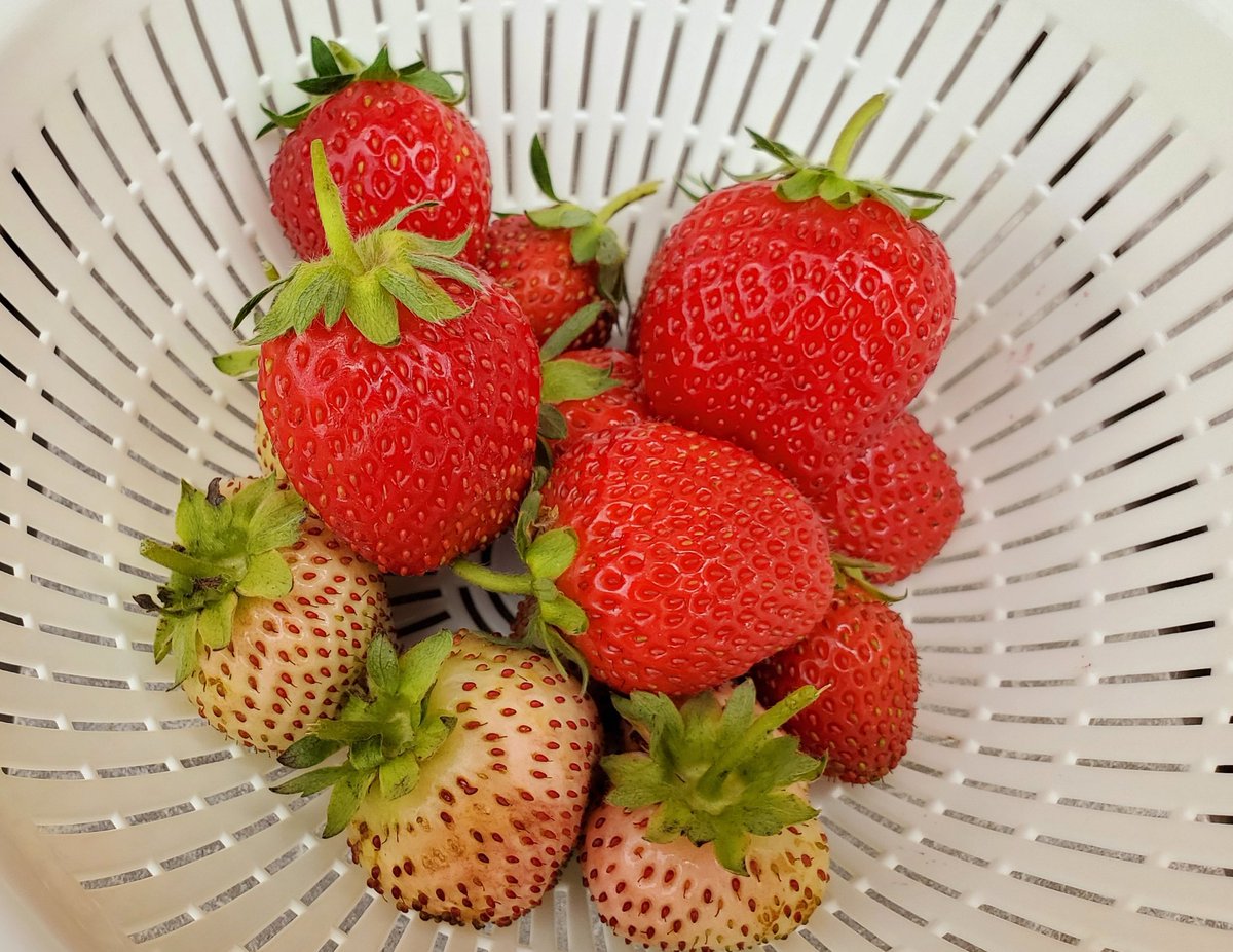 今日のイチゴ達🍓💕

暑くなってきてよつぼしの色付きが加速されてきました☀️

エンジェルエイトはもっとはやく収穫した方がいいのかな😅
エンジェルエイトの収穫のタイミングが相変わらずわからない…💦💦

#家庭菜園
#プランター菜園
#イチゴ
#よつぼし
#エンジェルエイト