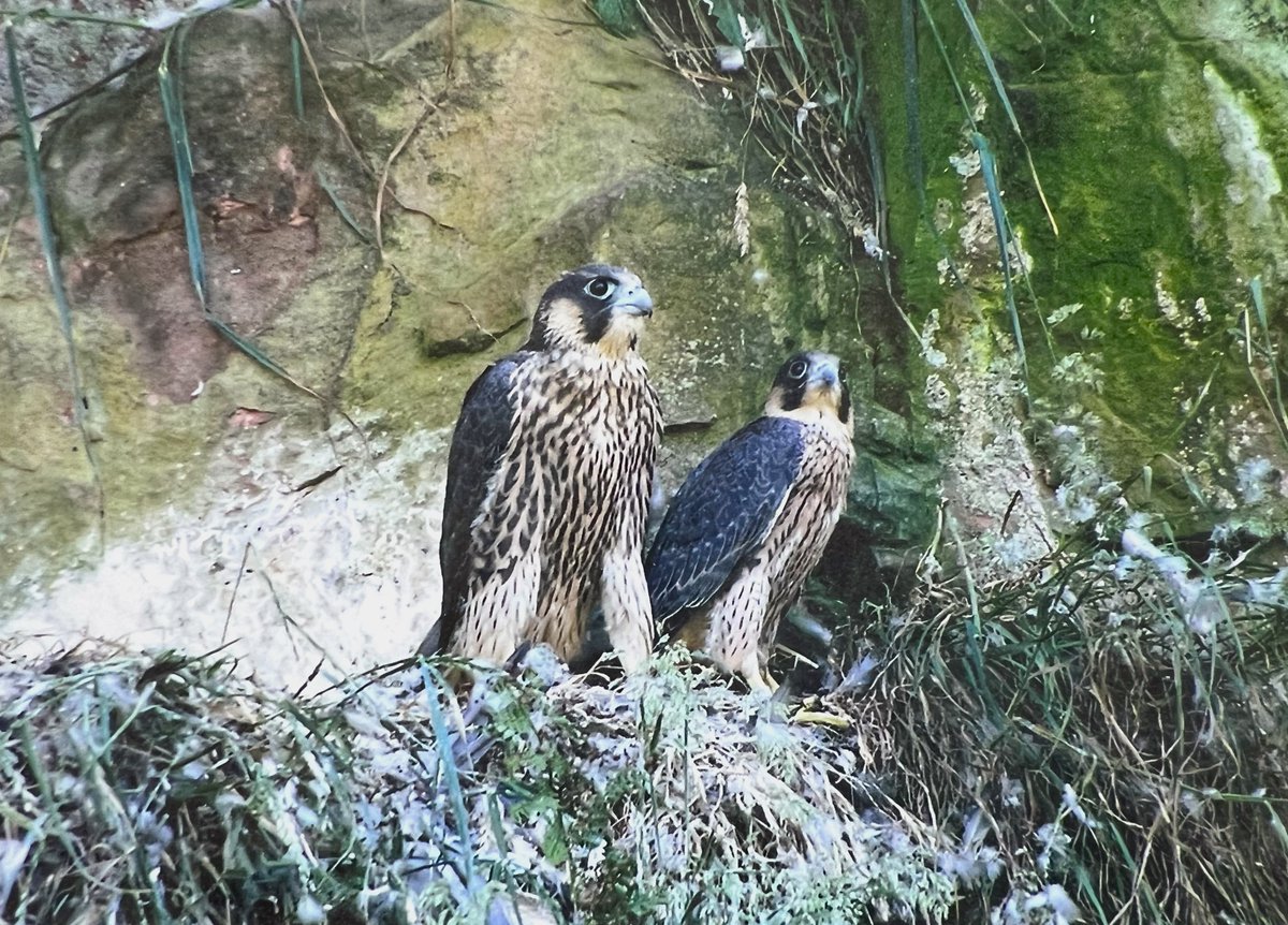 Prosecutors seeking to recover £164,000 from convicted Scottish peregrine launderer Lewis Hall under Proceeds of Crime Act ⚖️

Details 👇👇

raptorpersecutionuk.org/2024/06/26/pro…