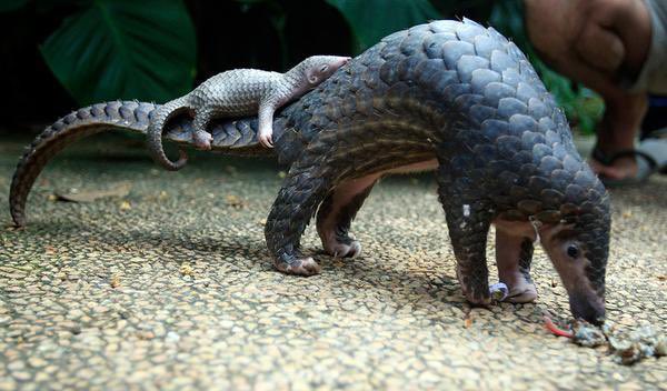 Weird_AnimaIs's tweet image. A pangolin mother and her pup. They have specialised scales to hunt ants for long periods without being harmed.

(Photo Firdia Lisnawati)