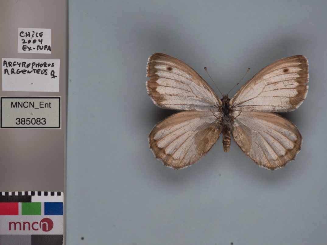 adsalbert07's tweet image. For some years now, high quality #2D pictures of insect specimens are transforming how we study these tiny creatures. 🦗📸 

By creating detailed digital records, we improve #shareability 🛜 of specimen information, and reduce potential #harm 💥 during consultation.

#InsectWeek