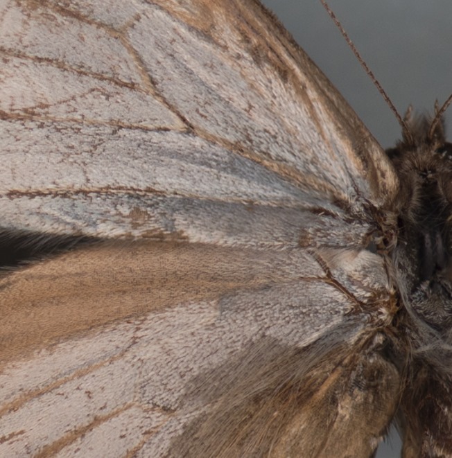 adsalbert07's tweet image. For some years now, high quality #2D pictures of insect specimens are transforming how we study these tiny creatures. 🦗📸 

By creating detailed digital records, we improve #shareability 🛜 of specimen information, and reduce potential #harm 💥 during consultation.

#InsectWeek