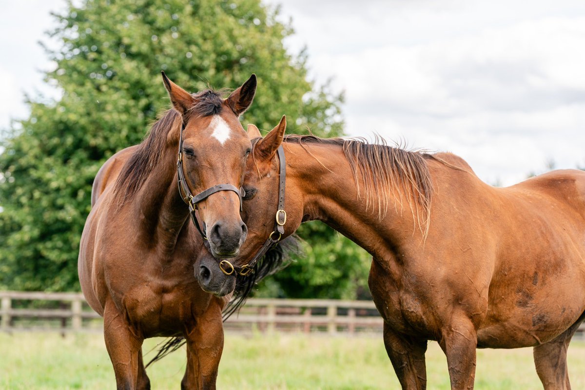 Car Colston Hall Stud tweet media