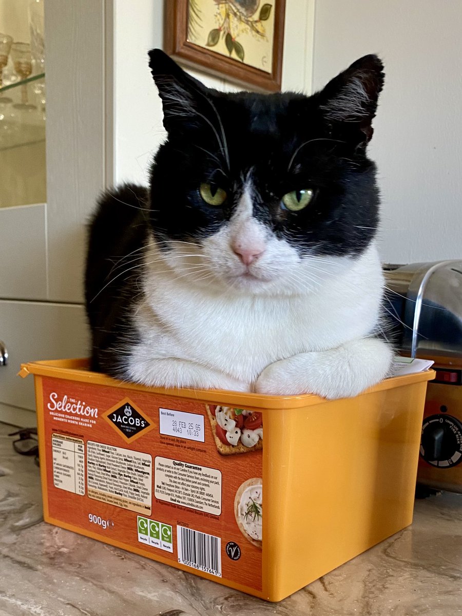 SpanielsSuper's tweet image. That was PussPuss’s #SecondBreakfast 
She got dad up at 5.00am for her 
#FirstBreakfast 
#WhyAmIWaiting