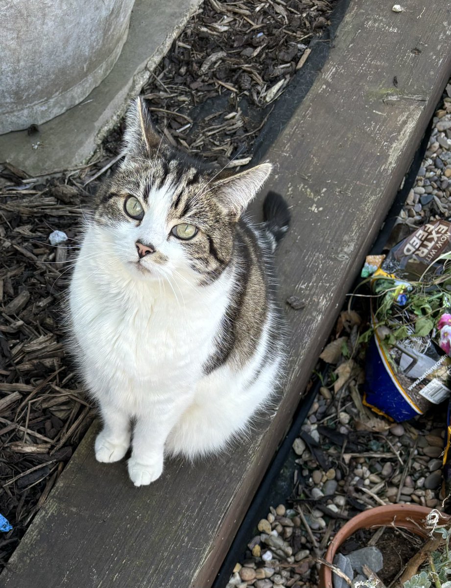 twochonks's tweet photo. Morris is incredibly chuffed that he saw off ‘Fake Morris’ from the garden
#cats #catsoftwitter #catsontwitter #weightwatchersforcats https://t.co/03J0AZUAZS