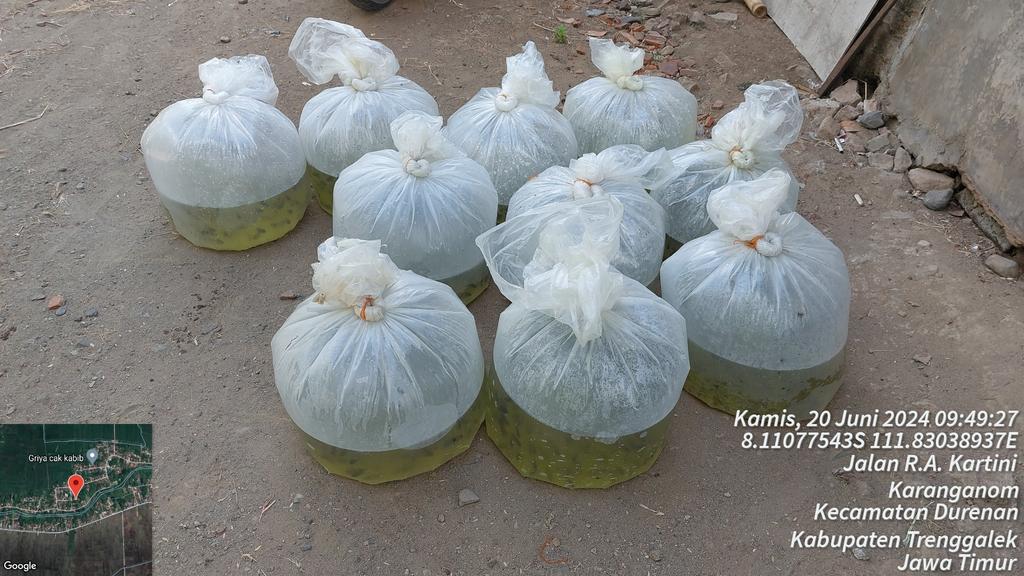 HarfinEko's tweet photo. Kamis (20/06/24), Harfin Eko. Luhkan Kab.Trenggalek,
Panen dan Pendataan Produksi Benih Ikan Gurami Bpk.Endri Cahyono Pokdakan Tirto Mulyo Ds.Karanganom Kec.Durenan, 3500 ekor hrg Rp.500/ekor
#GiatLuhkanSatminkalBwi #luhlapor #produksi
@bppsdm_kp
@puslatluhkp
@bppsdm_bp3bwi https://t.co/ypCdSP7ZUB